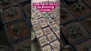 하월시아 라방 2시! 새로들어온 하월시아 만나보세요✌️ #반려식물 #succulent #plants #라방 #cactus #아프리카식물 #하월시아