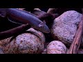 epic biotope channa limbata of north eastern selangor forest