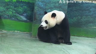 圓寶坐姿最豪邁，吃竹葉吃到最後躺下啦～-熊貓貓熊The Giant Panda Yuan Yuan and Yuan Bao-台北市立動物園