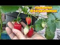 TIPS MENANAM STRAWBERRY  SUBUR BERBUAH LEBAT MESKI  DI DATARAN RENDAH