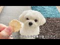 ばぁばが出かけようとするとめちゃくちゃ怒る犬が超絶可愛い【マルチーズ】