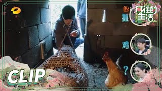 连鸡带蛋一把拖出！那英掏鸡蛋实在太猛！《向往的生活5》 Back to Field S5 EP9丨MangoTV