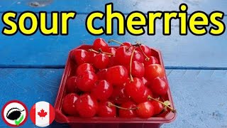 Sour Cherry Review (Prunus cerasus) - Weird Fruit Explorer Ep. 331