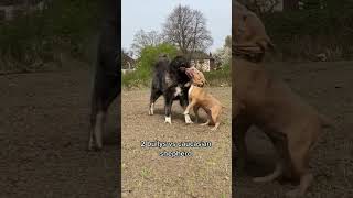 2 bully pitbull dog vs Caucasian shepherd dog #investorbiggifarms #dog #dogbreeds #farms #dogs