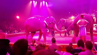 Cirque arlette gruss 2018 - les éléphants