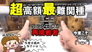 秘策も準備！妻に内緒で最難関クワガタの繁殖にリベンジャーやります！（くろねこチャンネル）