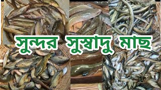 তাজা দেশী লোকাল মাছের ডাক! আরদে মাছের দাম কত?#fish #viralfish #viralvideo #fishmarket