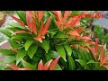 grow bushy green plants l bushy eugenia plant care tips l ചുവന്ന ഇലകളുള്ള പുതിയ ചെടികൾ കാണാം