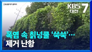 폭염 속 칡넝쿨 ‘쑥쑥’…제거 난항 / KBS  2023.08.01.