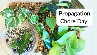 🌿 Propagation chores ✂️ Taking new cuttings, talking about plants, etc...