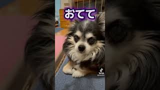 🖐️おてて　ないないしてる🖐️ #ワンコどうでしょうチャンネル #犬のいる生活 #シニア犬 #14歳#チワワ#あんず