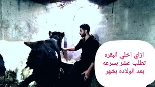 ازاي اخلي البقره تطلب عشر بسرعه بعد الولاده بشهر واحد 🤔👍🐄🐄