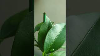 [PLANT LIFE BALA] 금귤씨앗으로 금귤나무키우기 1년 \\ Grow a kumquat tree with kumquat seeds for 1year