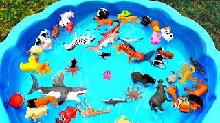 Lots of Zoo Wild Animals For Children With Real Safari Animal Videos