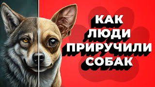 Как люди приручили собак? / В 4 УТРА