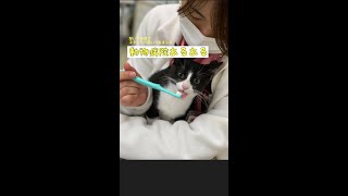 知って楽しい！動物病院あるある 「雷の日は編」#shorts