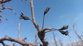 Chemically thinning Granny Smith apples (efectul răritului chimic) #keepgrowing #staiinlivada