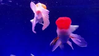 悠悠水族精品金魚_泰國原裝進口三色獅！(10-12cm)