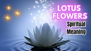 Revealing the Hidden Symbolism of the Lotus Flower
