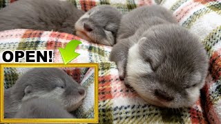 【カワウソ赤ちゃん】ついにこの時が！Towaベビーず開眼！Finally!! Towa's babies's eyes OPEN!【特別編】