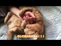 【猫】エキゾチックショートヘアのモーニングルーティン