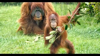 Orangutans Funny Videos | Funny Animal Video |