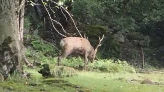 大江山の大鹿は鬼の化身？　大きな角がすごい