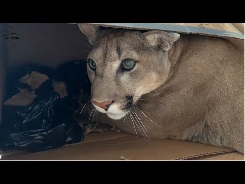messi puma russia