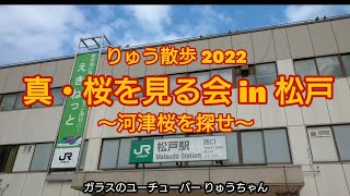 真・桜を見る会 in 松戸神社 2022 河津桜は咲いているのか？ りゅう散歩 松戸市 【89】