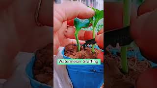 Watermelon Grafting  Method 2 Stept By Stept #satisfying #short