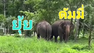 น้องดัมมี่ น้องยุ้ย เค้าก็บ่นเมื่ออยากบ่น 💙🐘🐘💙