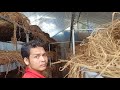 preparing straw in mushroom house រៀបចម្បើងក្នុងរោងផ្សឹត