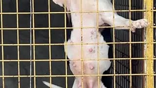 犬舍小体比特犬母狗涨涨，肚子非常大奶头子下垂，难道怀孕了吗？ 比特犬 母狗怀孕 小奶狗 萌宠出道计划 护卫犬