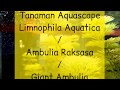 Tanaman Aquascape (Limnophila Aquatica/Ambulia Raksasa/Giant Ambulia) (Eps.2)