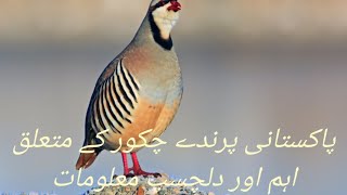 پاکستانی پرندے چکور کے متعلق اہم اور دلچسپ معلومات#chakorvoice #chakor #nationalbirds #hunting