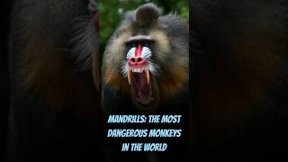 Mandrills | the Most Dangerous Monkeys in the World  #wildlifedocumentary #natureexploration