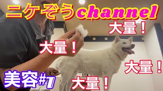 【pets】換毛期の柴犬の美容〜抜いておくれよ前編〜［Beauty of Shiba Inu during moulting part1］