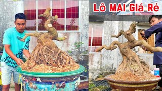 Lô mai giá rẻ | mai vàng miền nam | ngày 26/2/2025