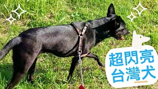 台灣犬黑到發亮 Taiwan dog with the shine hair.