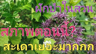 ep.73 หาผักในสวนหลังบ้าน​ต่อ​ เจอผักป่ายอดนิยม​ ไม่ว่ามุมไหนก็เจอ​ กินได้ทั้งลวกทั้งแกง​ ยำ้อย่าเยอะ