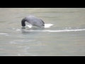 水鳥たちの楽園　　１１月