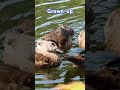 the 45 day progress of the growing wood duck babies ウッドダック親子の45日間 shorts