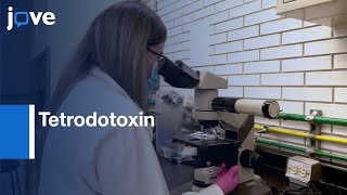 Ovulation Regulation by Tetrodotoxin Microinjections | Protocol Preview