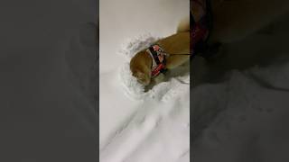 雪に顔を突っ込んでしまう柴犬 #shorts