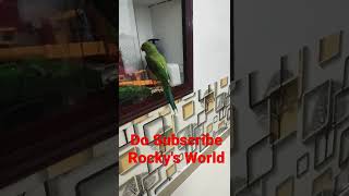 കാക്കേ കാക്കേ കൂടെവിടെ പറയുന്ന തത്തമ്മ ❤|Parrot talking malayalam|Amazing parrot|Indianparrotspeak