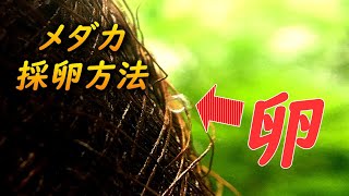 【初心者必見】メダカの卵を回収するオススメの採卵・採取方法について