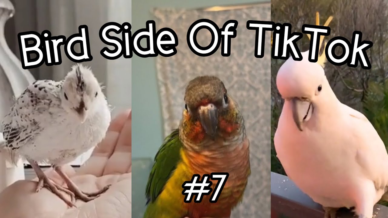 Bird Side Of Tiktok 7 Youtube