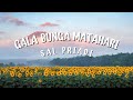 Sal Priadi - Gala Bunga Matahari (Lirik lagu)