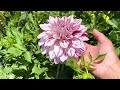 best collection of dahlias at post street farm in santa cruz california🌸