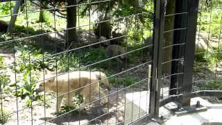 2011年6月17日旭山動物園シンリンオオカミの子どもたち2